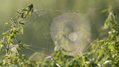 spider web full with morning dew water drops in sunrise light