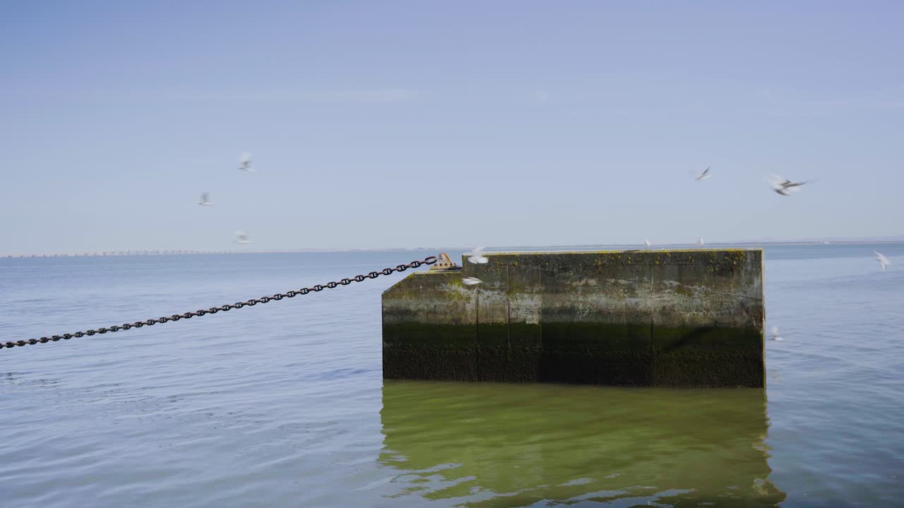 도시 도시 공원 강 호숫가 물 다리 바람 태양 일몰 푸른 하늘 새 조류 비행 무리 비둘기 갈매기 교각 부두 포르투갈 엑스포 98 스테디 샷 4k