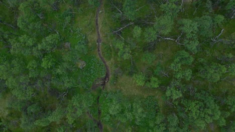 nordic forest hiking trail in northern sweden, birds eye forward