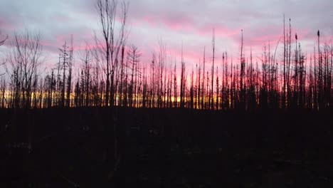 Silhouettes-Of-Dead-Burned-Trees-After-Forest-Wildfire-During-Sunset-Near-Lebel-sur-Quévillon,-Quebec-Canada