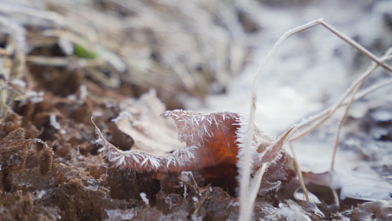 A leaf covered with ice crystals around the edges