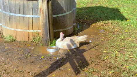 a duck drinks water beside a wooden barrel on a sunny day in byron bay, nsw, australia