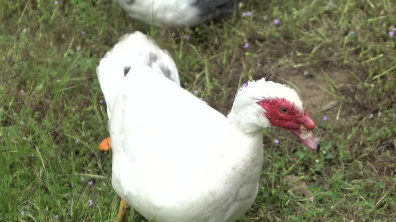 자연 개방 농장 야생 동물에 야생에서 거위를 닫습니다