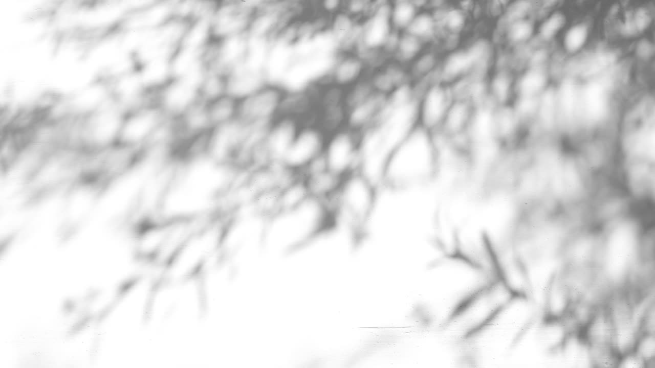 Closeup branch tree leaves silhouette shadow motion on wall