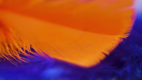 close up pan across vibrant, colorful feathers