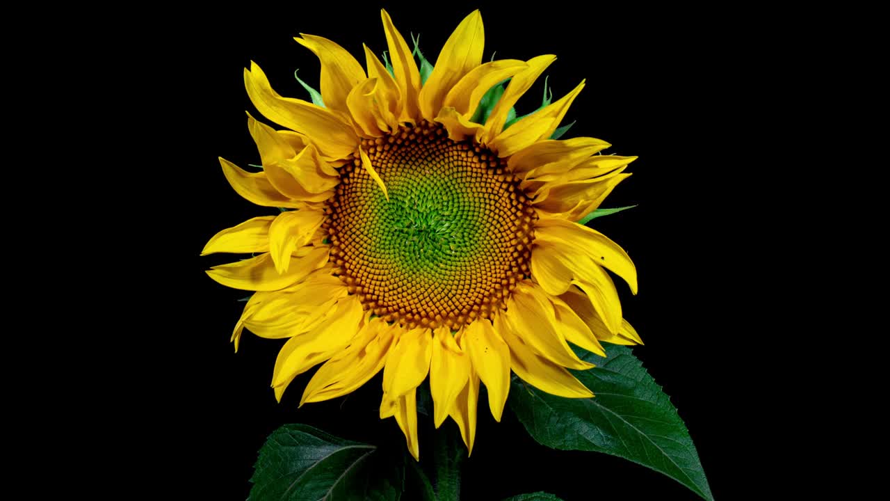 cabeza de girasol amarilla floreciendo en el lapso de tiempo. apertura de la flor en un fondo negro desde el brote a la flor grande y marchitamiento