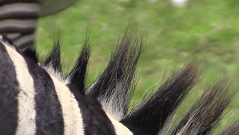 adult zebra mane and stripes, close-up shot of neck region, juvenile zebra in background