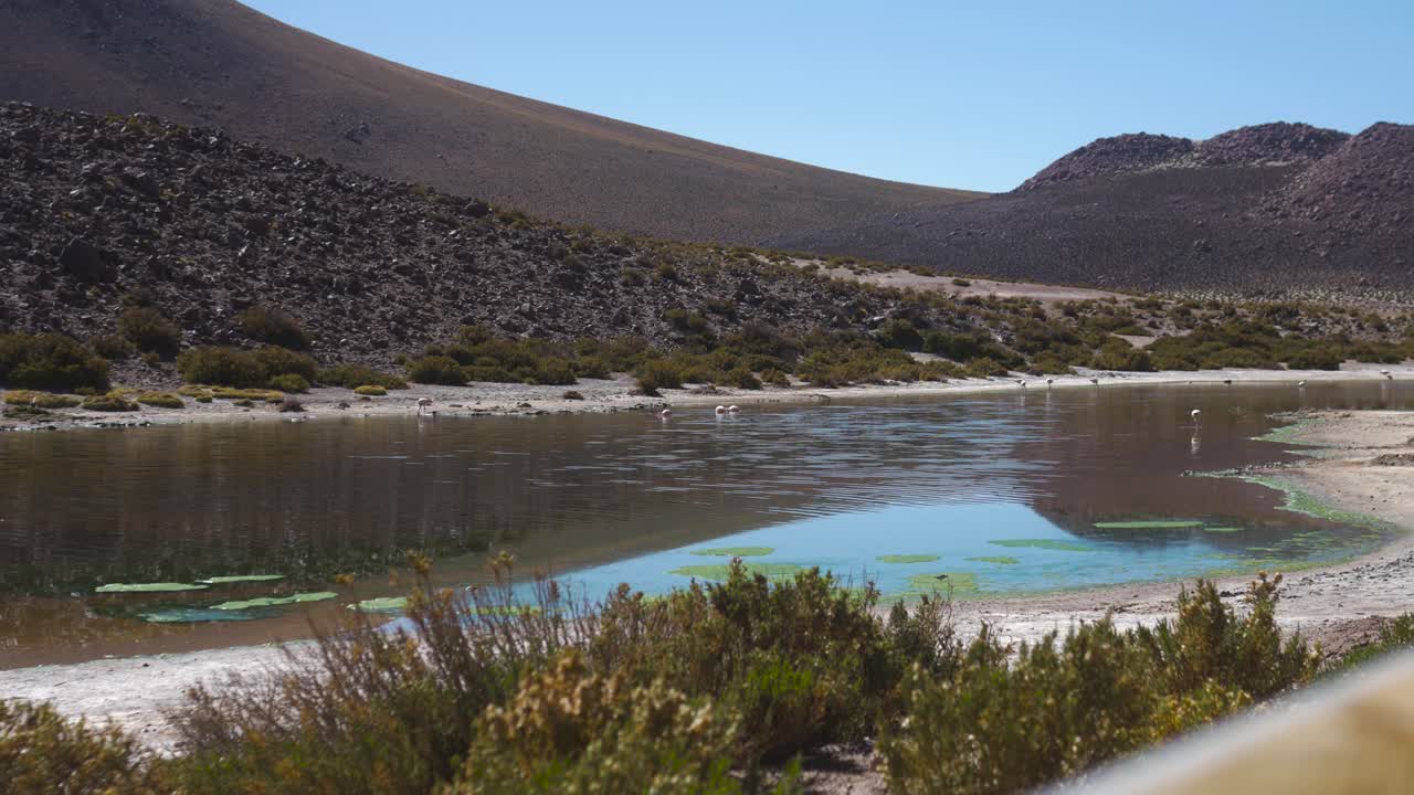 flamencos rosados y blancos en un río en el desierto con día de vegetación