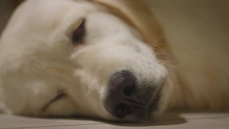 sleepy golden retriever