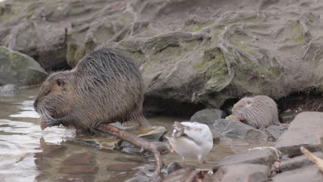 Mutter-Und-Baby-Myocastor-Coypus-Nutria-Ratte-Knabbern-Brot-Am-Flussufer