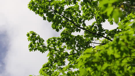 branches of leaves gently moving in a fluid and organic way