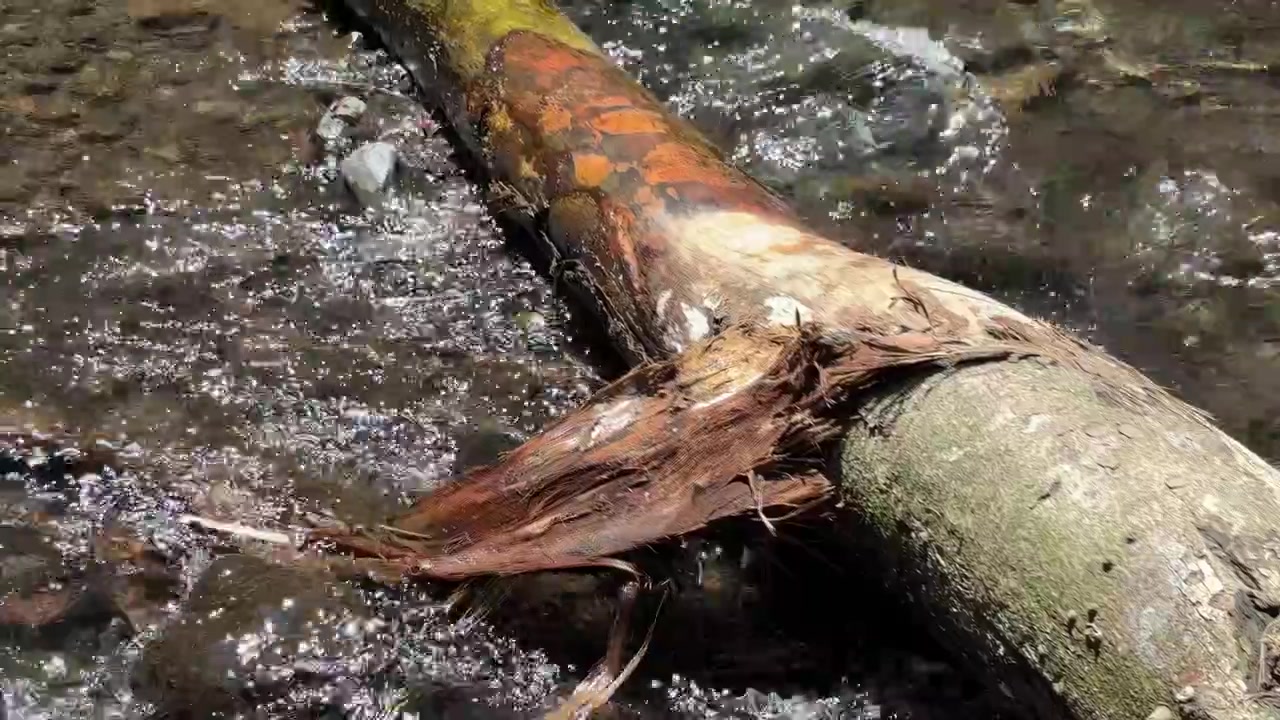 Acqua limpida che scorre sopra un tronco d'albero caduto in un ruscello