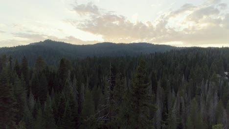 aerial shot flying over and passing close to trees in sequoia at sunset