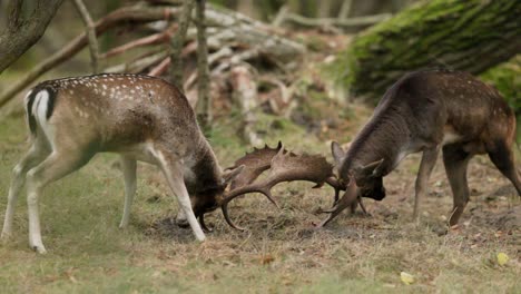 fallow deer stags fighting in forest