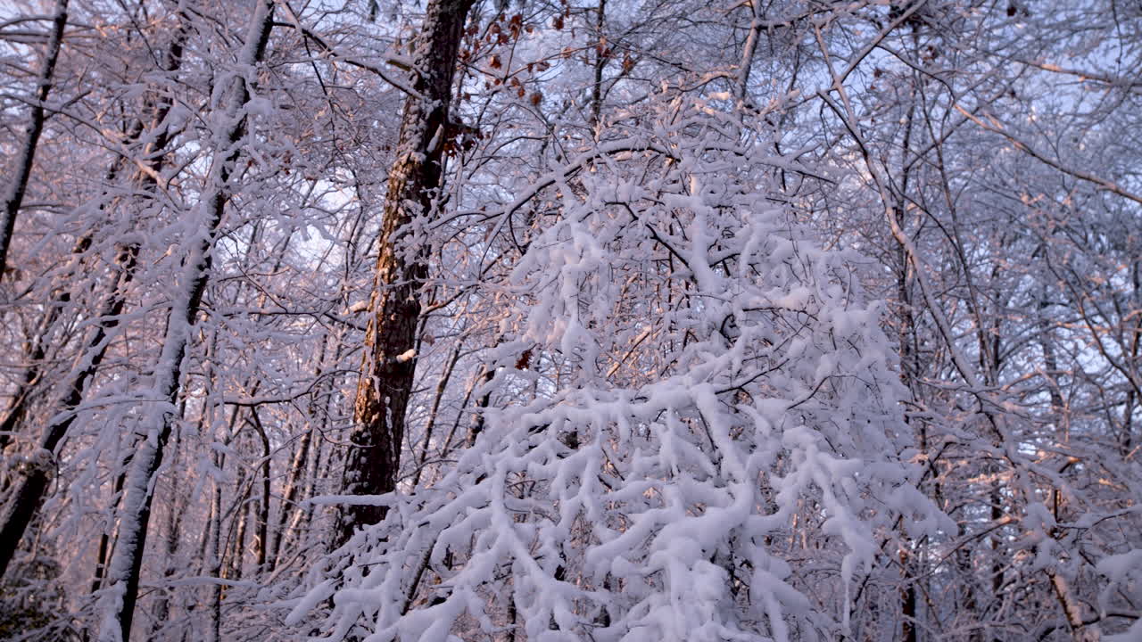 눈 덮인 나무의 느린 화면 이동
