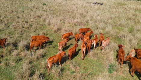 Cows-grazing-in-an-open-field,-showcasing-the-idyllic-and-pastoral-beauty-of-rural-landscapes-in-South-America