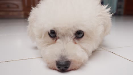 cute toy poodle dog breed with fluffy white fur