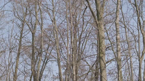 Blattlose-Heuschreckenbäume,-Die-An-Einem-Schönen-Sonnigen-Frühlingstag-Mit-Blauem-Himmel-Im-Hintergrund-Vom-Wind-Verweht-Wurden---Mittlere,-Statische-Aufnahme