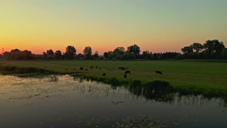 Drone-Aerial-sunrise-low-shot-onto-grazing-herd-of-cows