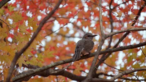 pájaro bulbul de orejas marrones posado en la rama de un árbol de arce
