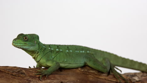 green basilisk jesus lizard sticks out tongue - isolated on white background