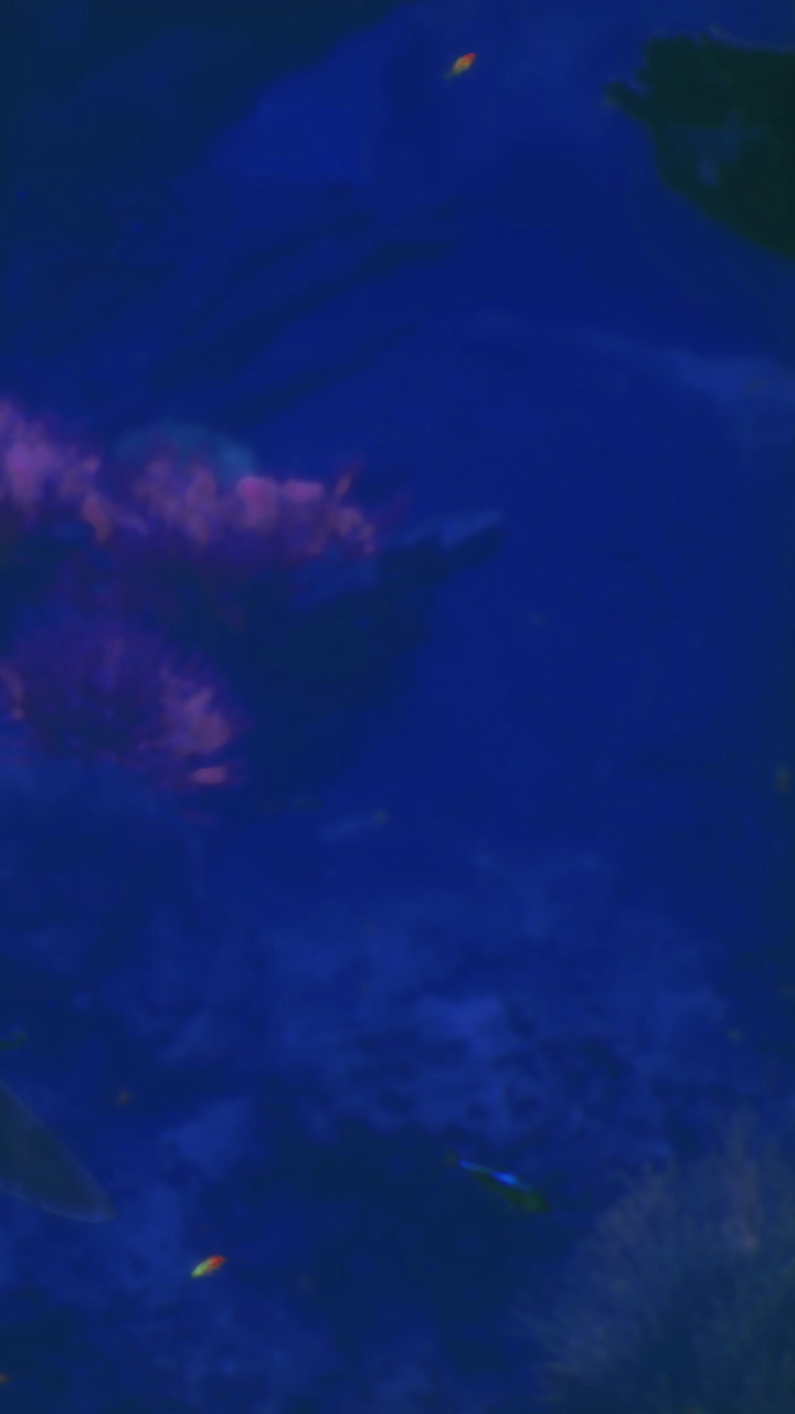 Underwater world reveals vibrant fish swimming near a majestic shark
