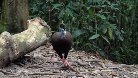 Male-Great-Argus-feeding-on-the-forest-floor-in-rainforest-in-Bukit-Lawang,-Sumatra,-Indonesia