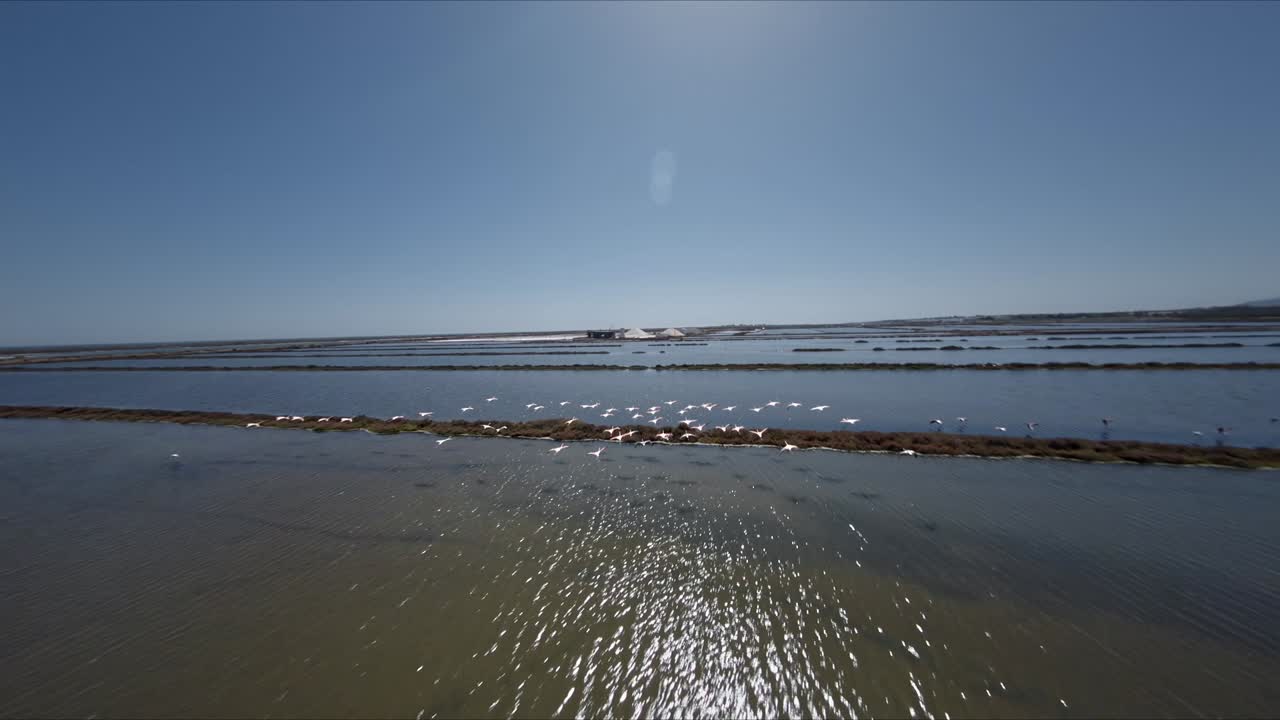 Flock of flamingos flying over saltern in slow motion.