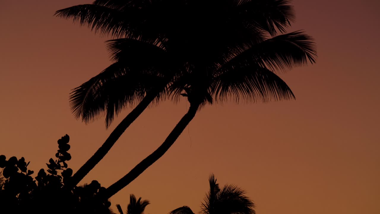 silueta de palmeras al atardecer