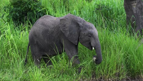 primer plano de un joven elefante recogiendo y comiendo hierba con su pequeño tronco en tanzania