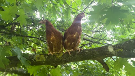 upward view of two isa brown chickens sitting on a branch amidst leaves