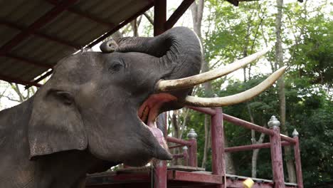 elephant eating during a public demonstration.