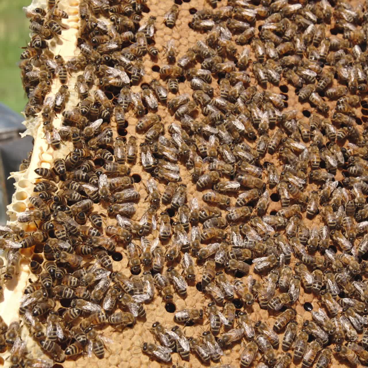 Honey frame coated with stripy insects crawling over. Man's hand holding a heavy frame full of honey and bees. Close up