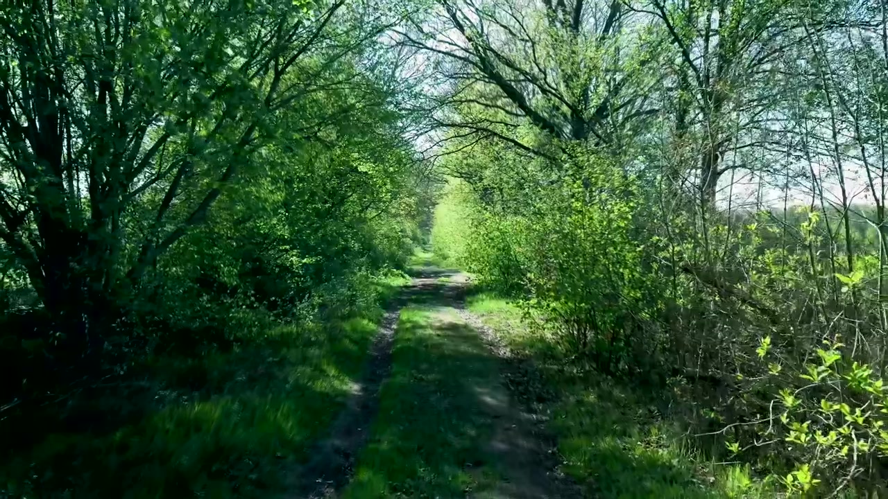 Sentiero sterrato attraverso una foresta verde lussureggiante in primavera