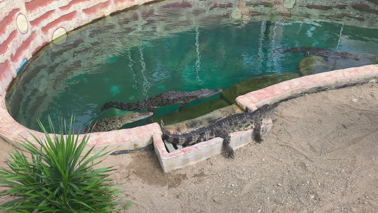 Des crocodiles se reposent dans un enclos de zoo propre et bien entretenu. Les visiteurs observent en toute sécurité depuis une plateforme d'observation surélevée. L'habitat reflète des normes élevées de soins aux animaux et de sécurité.