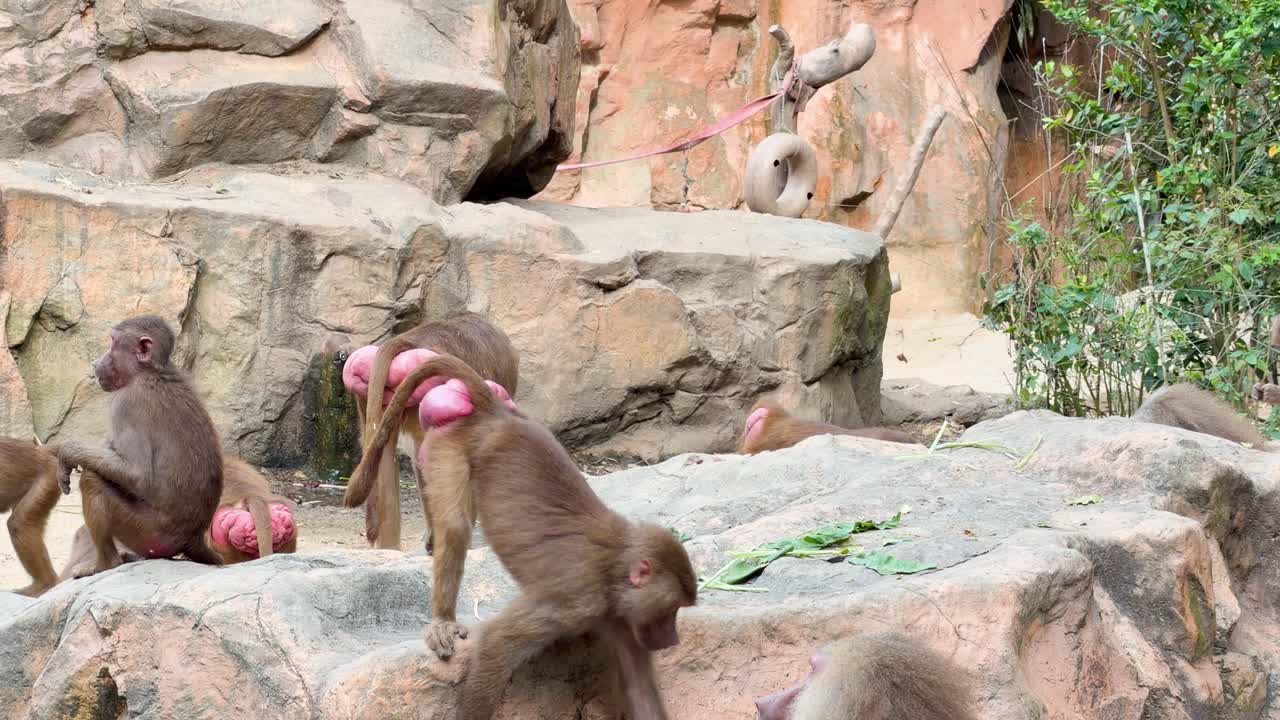 A group of hamadryas baboons interacts and forages on rocky terrain under bright daylight