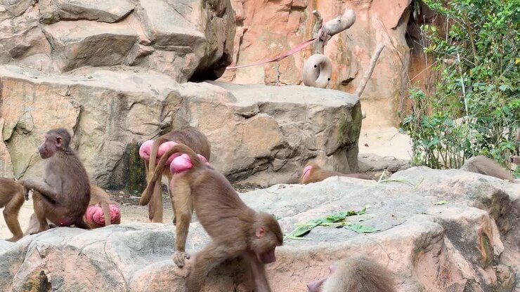 A group of hamadryas baboons interacts and forages on rocky terrain under bright daylight