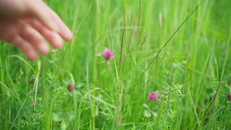 hand picks red clover flower in bloom from field