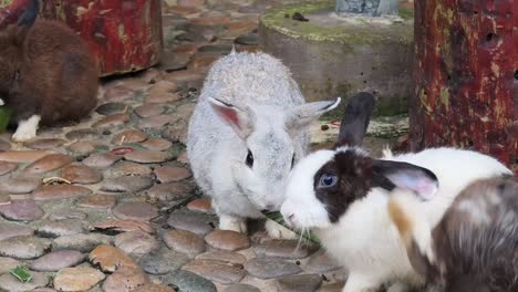 rabbits eating in a garden