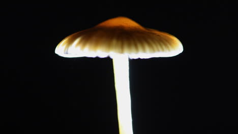 Vista-Lateral-De-La-Tapa-De-Un-Hongo-Psilocybe-Cyanescens-Que-Libera-Esporas