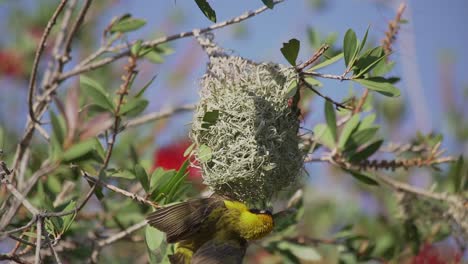 Gelber-Weber-Baut-Nest-Und-Schlägt-Mit-Den-Flügeln,-Bevor-Er-Fliegt