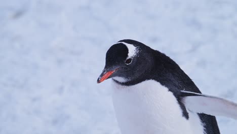 penguin portrait close up walking on snow in antarctica, gentoo penguins on wildlife and animals trip in antarctic peninsula, beautiful cute bird in snowy conservation area in cold winter scenery