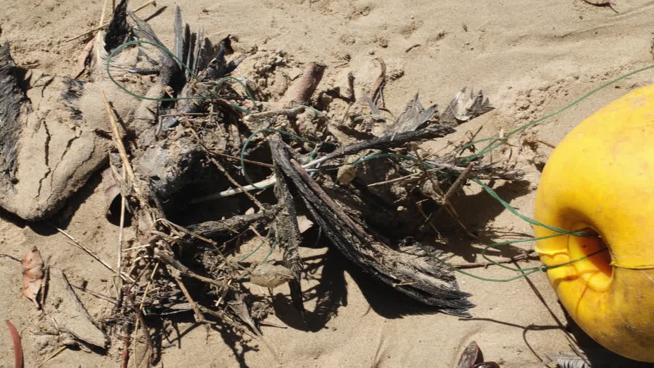 Panoramica orizzontale da sinistra a destra che rivela un uccello Hadeda morto impigliato in una boa gialla su una spiaggia sabbiosa. Drammatica rivelazione dell'inquinamento marino e dell'impatto sulla fauna selvatica lungo la costa