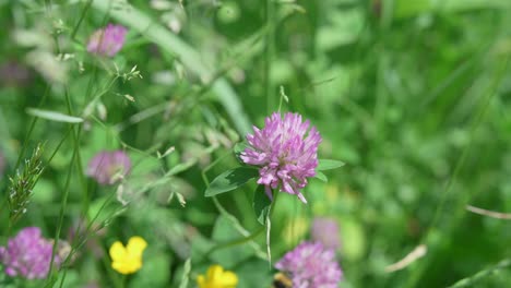 a purple clover flower stands out in a green meadow