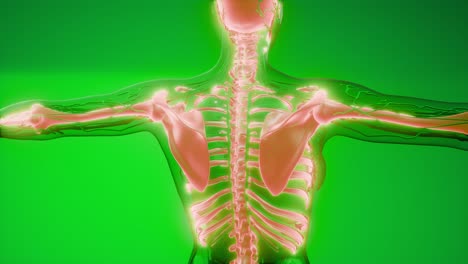 cuerpo humano transparente con huesos visibles