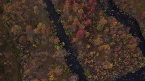 Vista-Aérea-De-Arriba-Hacia-Abajo-Del-Bosque-Durante-El-Otoño