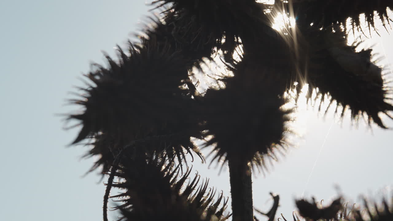 Dried Burdock Seeds in Sunlight