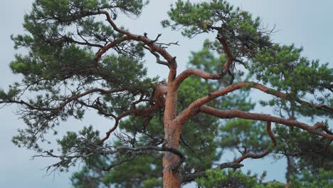 a pine tree with twisted and tangled branches