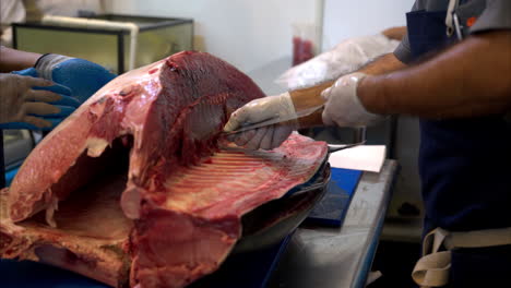 slow motion close-up of a male chef cutting the side of a fresh blue fin tuna with great effort