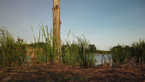 Low-angle-motion-time-lapse-of-marshland-grasses-and-scrub